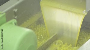 Olive oil in process of production in a Oil Mill
