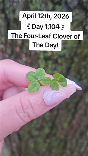 Day 1,104- Finding a Four-Leaf Clover Consecutively.🍀 #fourleafclover #nature #plants