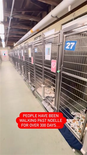 PEOPLE HAVE BEEN WALKING PAST NOELLE FOR OVER 300 DAYS😔 but if you take the time to stop and say hello, you can see that Noelle really has so much love to give. She’s trying to show everyone just how loving & deserving she is. WE SEE YOU, NOEY! Would you stop and say hello? PLEASE SHARE NOELLE! 🙏🏼🖤 Noelle’s Shelter Bio: She has been at the shelter since Dec 14, 2024. Meet Noelle! This sweet 2.5-year-old terrier mix may have had a rough start, she arrived as a stray and sadly, no one came to 