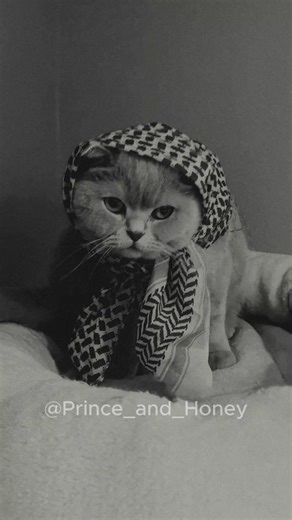 Prince & Honey | Practicing for my debut in a 90s Bollywood movie. 🎬✨ The drama, the scarf, the slow motion staring into the distance... I was born for... | Instagram