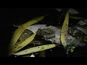 Baja California Tree Frog