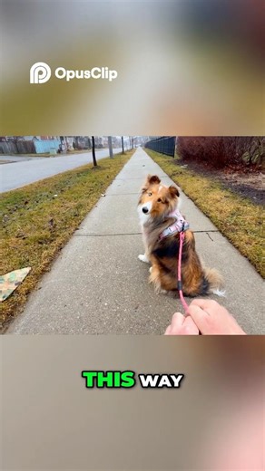 Daily Dog Walk with Miley Fun Times Ahead! #Shorts #MileysMorningWalk #SheltieLife #DogLovers