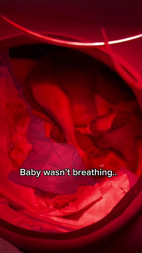 Dont even come for me for no gloved people! Grow a pair (; #cats #kittens #catbirth #sphynx #birth