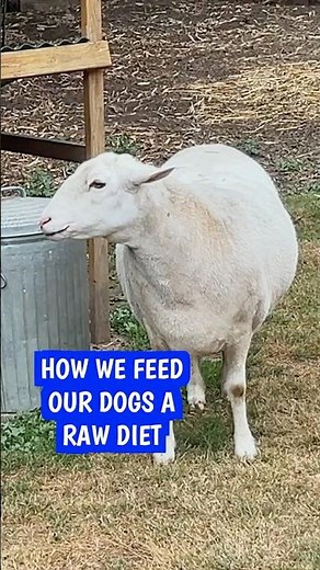 Raw Dog Food: Preparing Fresh Lamb Organs for Our Pups