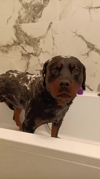 shower time 🐾🐾 #dog #dogoftheday #zeus #rottweiler #rottie #instadog #instadog #doglovers #dogworld #dogsofinstagram #dogs #doglife #lazydog #dana #doberman #pitbull #amstaff #boerboel #husky #canecorso #dalmata #bullterrier #dogoargentino #dogogang #pincher #goldenretriever #labrador #labradorretriever #setter #bulldog #bulldogsofinstagram #alano #lupocecoslovacco #cavalierking #alaskanmalamute #germanshepherd #australianshepherd #pastoretedesco #levriero #pastoreaustraliano #pastorebelgamali