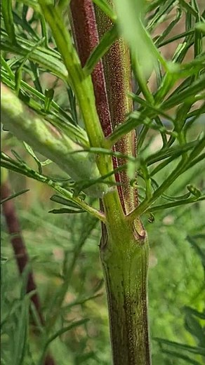 Cabbage looper, Green Caterpillar similar to a branch (Mimicry)