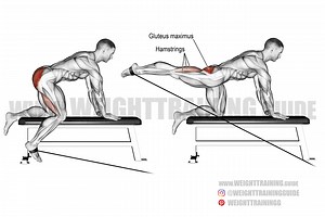 Kneeling cable hip extension instructions and video | WeightTraining.guide