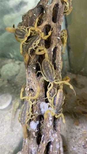 This is what pets are like in Durango🦂🦂🦂🇲🇽