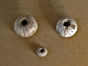 Echinopsis (sea urchin) - Alchetron, the free social encyclopedia