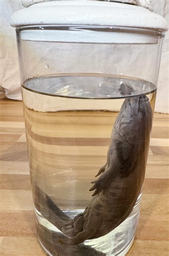 Preserved Tiger Salamander - Wet Specimen - Etsy