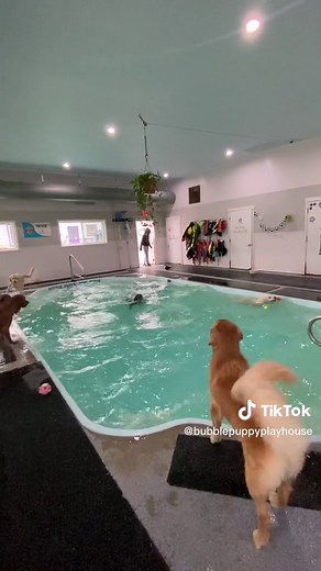 Wednesday's Chill Swim at Bubble Puppy Playhouse
