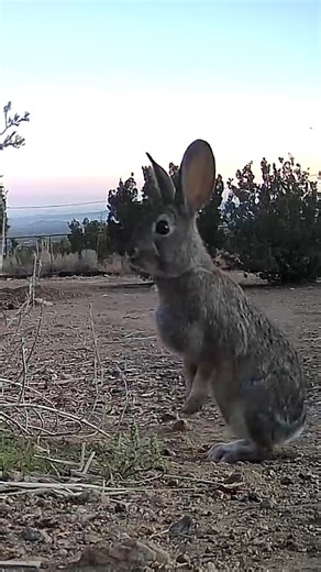 Exploring Desert Cottontails in the Wild