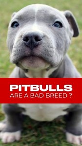 2.6K views · 27 reactions | Pitbulls are often misunderstood and...