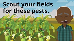 14 reactions | Farming maize? Fall armyworm and maize stalk borer can destroy your crop. Get ECOTEREX 0.5 GR - the effective fall armyworm and maize stalk borer killer. 4kg will treat 1 ha of maize. Click on the video to see how this miracle insecticide works. It is easy to use and economical. Apply by hand. No water needed. #maize #fallarmyworm #maizestalkborer #maizepests #ecoterex | Shumba Group and Coopers | Facebook