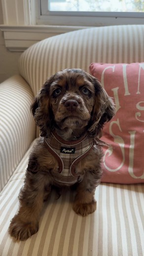 Cocker Spaniel Puppy Moments That Melt Hearts
