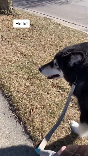 Diesel loves chatting with kids #alaskanmalamute #talkingdog #dog | Krispy K9 Execs