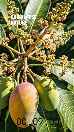 From Seed to Sweet Mango Tree 🍋 | Incredible Time Lapse on Rocky soil