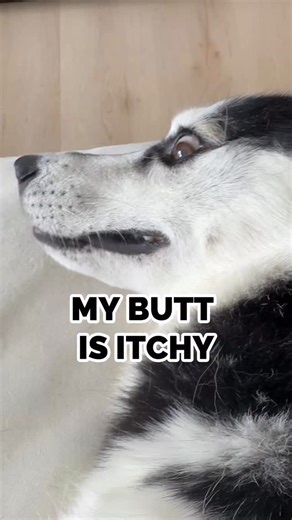 scratch my booty #siberianhusky #huskypuppy #huskygram | The Husky Moon