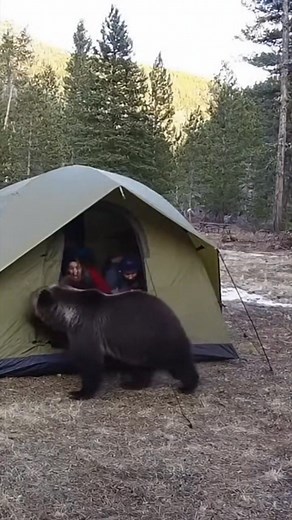 972K views · 3.5K reactions | #bear #camping | tankee.chill.tv | Facebook