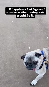 484 reactions · 31 comments | Throwback Thursday, proof that pugs invented chaos long before the beach existed…. #speakpug #pugs #pugsofinstagram #pugoftheday #pugstagram #pugsnotdrugs #pugnation #pugnation | Archie the Pug Star & Super Sister Sydney | Facebook