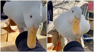 How to Properly Pick Up a Duck