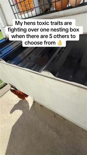 Hens' Toxic Traits and Nesting Box Wars