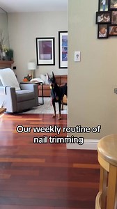 Nail trimming is an essential part of his grooming routine. Overgrown nails can cause pain, lead to injury, and even affect a dog’s gait over time. Just 15 minutes once a week is all it takes to keep his nails at a healthy length—and to ensure they never become a problem.#bruceofrubydoobydo #brucethedoberman #doberman #dobermann #rubydooby_do #dogsofinstagram #showdogs | Rubydoobydo