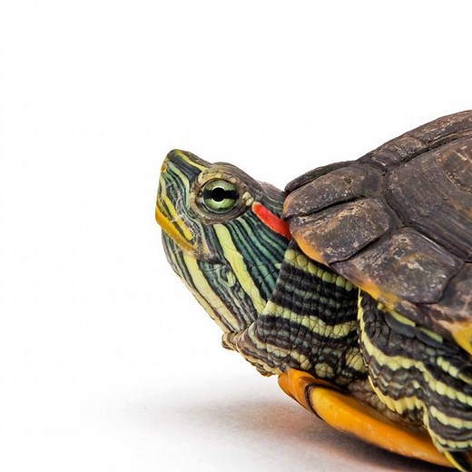 For those who want to break out of their shell | TED Talks