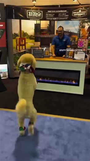 Pappy's Adventure at the Rosemont Boat Show