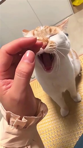 Cat’s powerlessness 🐱🤷‍♂️😹 #catvideos #cutecats #catlovers #catsoftiktok #funnycats
