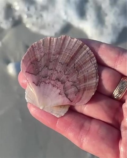 Shelling Tips and Techniques for Marco Island Beautiful Flat scallops are always on the collectors list in hopes of finding one. The Round - rib scallops are similar to the zigzag scallops but they have rounder separated ribs on the flat, upper valve. The flat valve varies from a light gray to purple with rayed streaks . If your your looking for a FLATTIE come join us we can look together. Video by : Crew member Sarah @_discover_creation www.treasureseekersshelltours.com 🐚 🐚 🐚 Come shell with