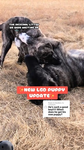🌟Update on our new LGD puppy