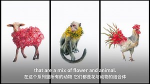 26 reactions | Contemporary American artist Augustina Droze, who is a fan of traditional Chinese culture, is proud to have created (创造 chuàngzào) an entire Chinese zodiac family. Let's check it out. | Learn Chinese | Facebook