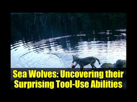 Sea Wolves: Uncovering their Surprising Tool-Use Abilities