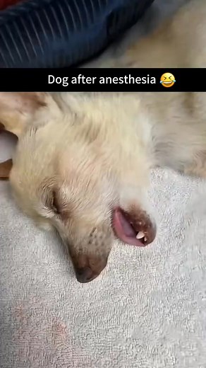 When your dog is high on Anesthesia🐶🤣#funnyvideo #tiktok #foryou #dog #funnydogs | Funny dogs videos