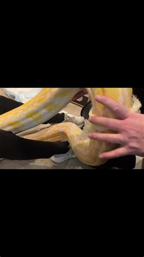 Helping with shedding a big Burmese Python