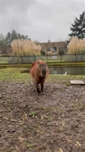 Gates open at 10am 🐾 Our Sloth Enclosure opens at 11am 🦥✨ Plan your visit: https://bealepark.org.uk/ | Beale Wildlife Park