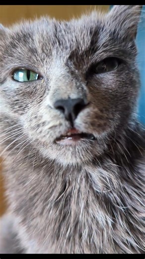 CatTelly dreamcore #cattok #kittensoftiktok #viralcat #greycat #funnycat #catsoftiktok | TellyBeans | Facebook