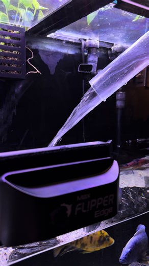 Optimizing African Cichlid Tanks with Effective Products