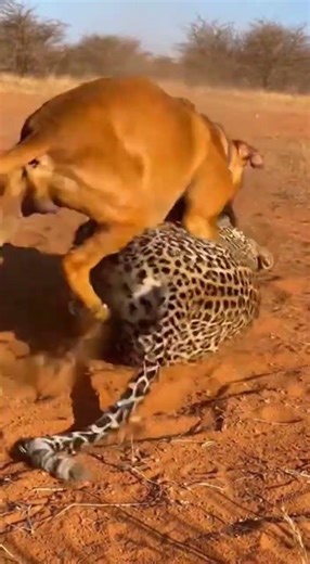 Powerful Dog Protects Territory from Wild Leopard | Intense Fight
