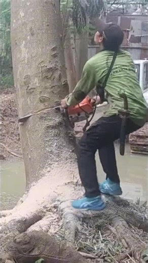 Woodworking projects large tree feeling Techniques #shortvideo #treecutting #chainsaw