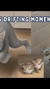 The Most Hilarious Cat Drifting Moments You’ve Ever Seen!#funnycats