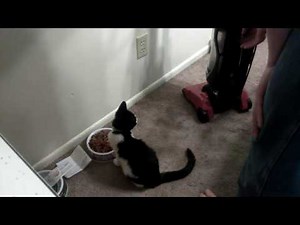 Kitten torture