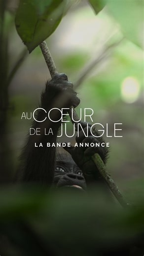 Hugo Hebbe on Instagram: "Prenez vos places pour l’avant première le 10 Mars au Grand Rex (billetterie en bio). 🍿 2 ans après notre premier film Rorqual, le @wwffrance et moi même vous embarquons Au coeur de la jungle, à la rencontre des derniers gorilles sauvages et des mystérieux éléphants des forêts. Une immersion portée par la voix mythique de @laetitiacasta et une composition originale de Greg Dombrowski @thesecession. Rendez-vous le 10 mars au Grand Rex pour une avant première exceptionne