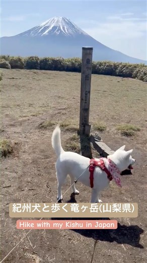 紀州犬・隼丸と歩く竜ヶ岳⛰️大好きな柴さんも一緒| Mt. Ryugadake with my Kishu #犬のいる暮らし #hiking