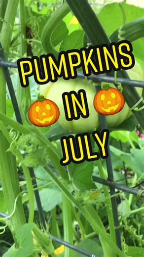 Fall is my fave! #organic #pumpkin #garden #fall #fypシ #pumpkinpatch #backyard @mesgermakesandgrows