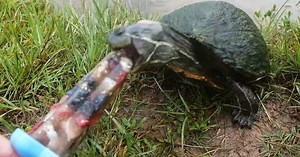 Man Makes Homemade Popsicles For Turtles And Feeding Frenzy Is Hit On The Internet