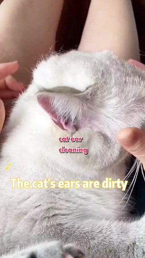 Gentle Cat Ear Cleaning Tips for Pet Owners