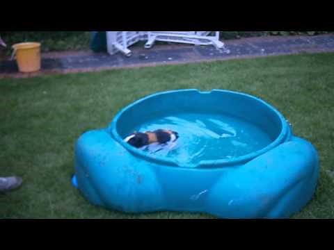 Guinea pig swimming olympics