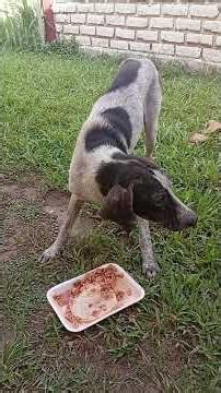 Scrapy will receive her simparica 🫂🙏❤️😘🫡